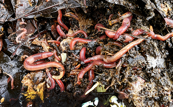 Worms vs. Warming: Why Compost